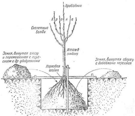 Как правильно посадить дерево (яблоня, груша, слива)